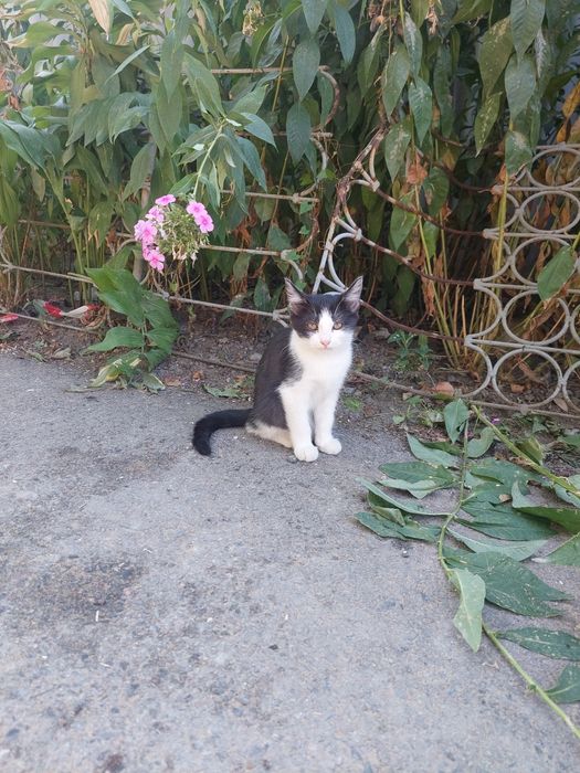 Отдам котят в хорошие руки