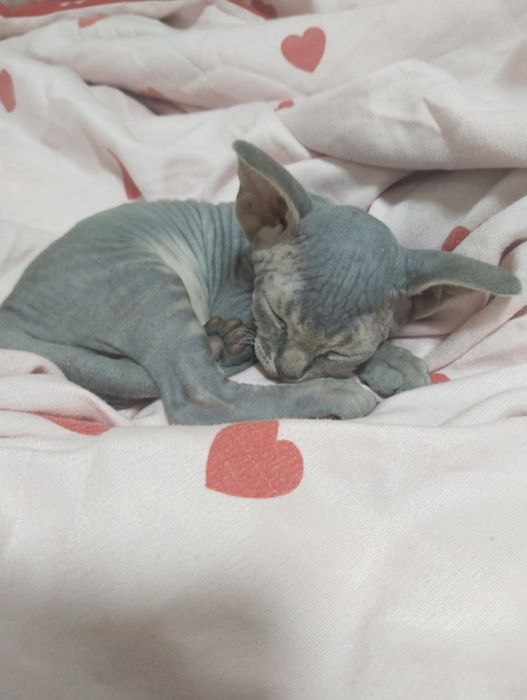 Продам срочно свинкс