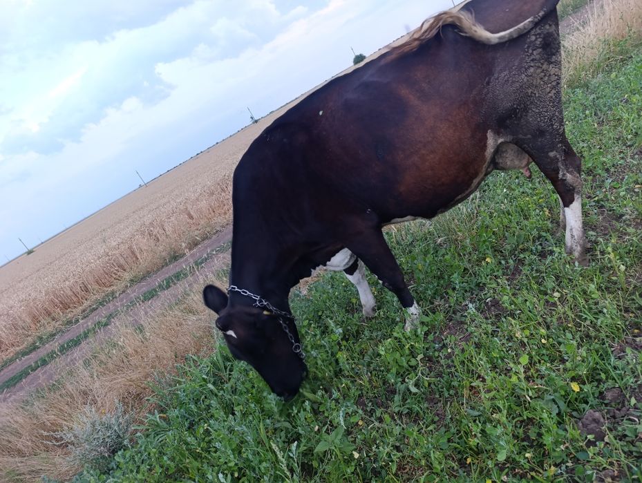 Vând vaca gestanta