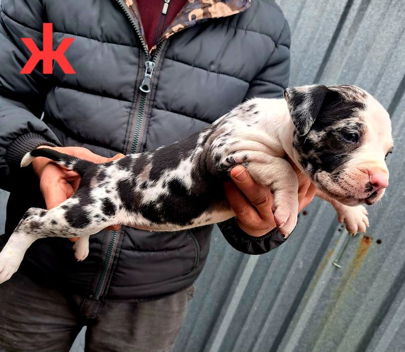 PITBUL-Питбул Мерле