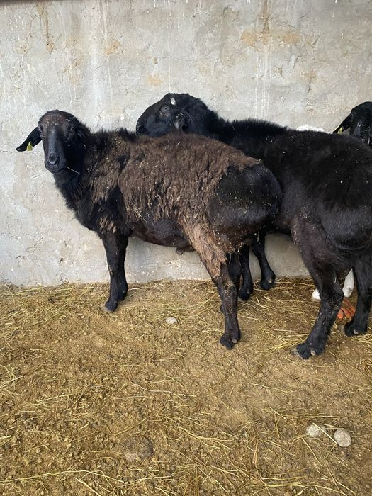 Кошкар сатылады