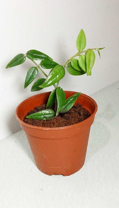 Продам. Хойя Белла Редкое красиво цветущее растение