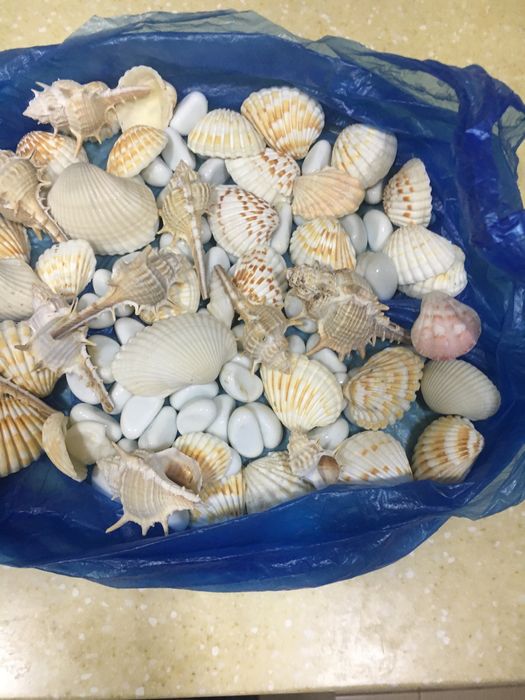 Продаются ракушки интерьра и аквариума