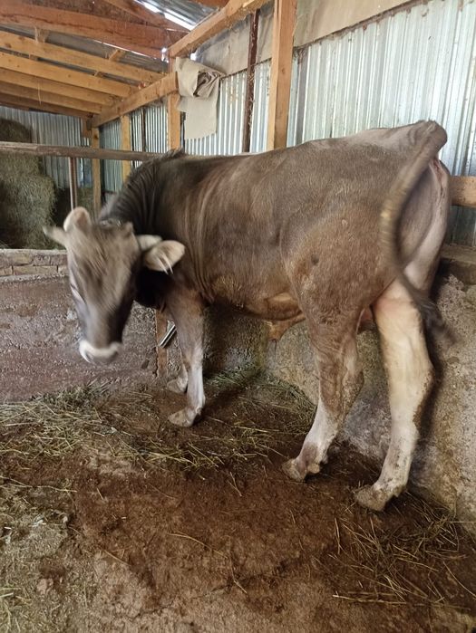 Продам быка швид