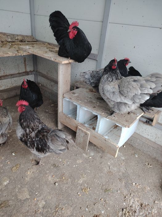 Vând oua Australorp albastru și negru.