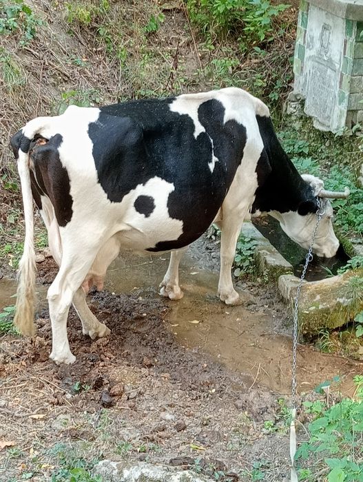 Vând vacă bălțat românesc