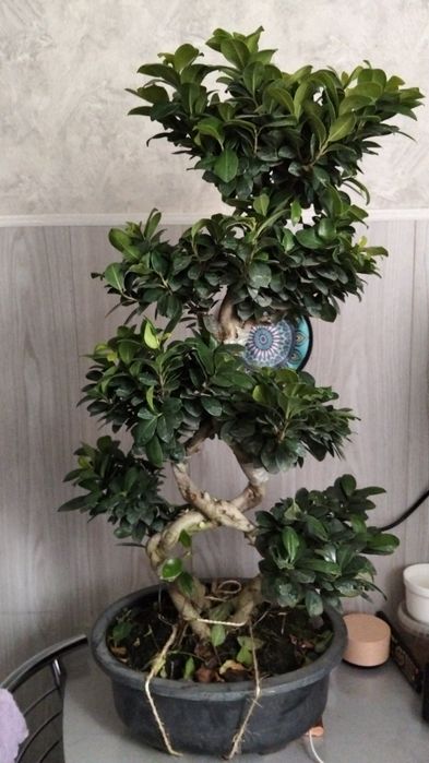 Бонсай как на фото