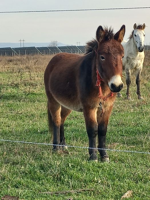 Vând pui de catar de 1 an