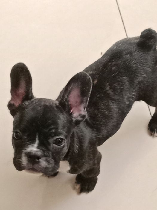 Французский бульдог