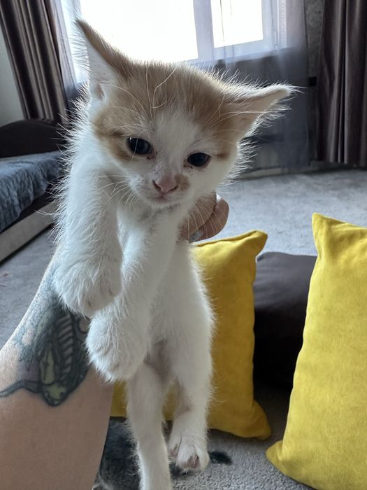 Отдам котят даром