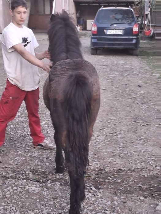 Vând ponei   cuminte  cu copiii