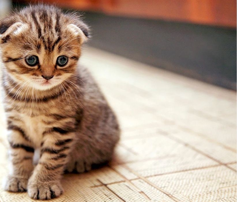 Бриатанские веслоухие девочки, 1.5 мес