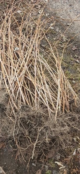 Продам саженцы малины