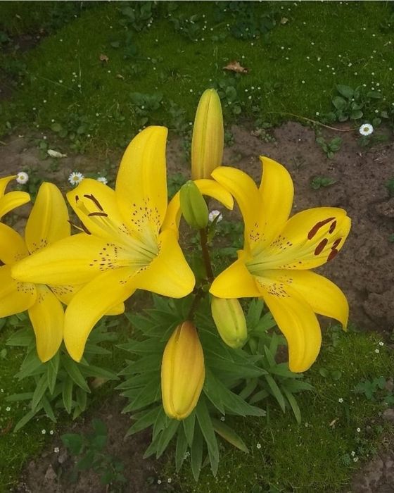 Продам луковицы лилии