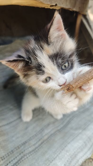 Котенок трехцветный девочка