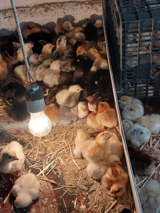 Продается циплята домашние