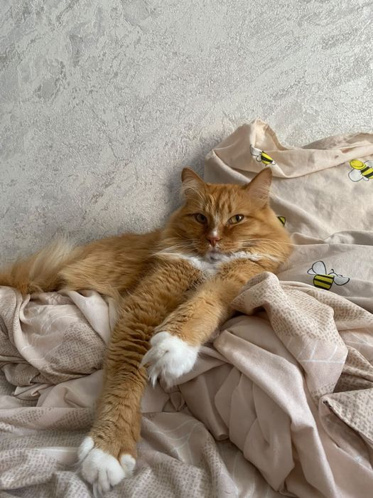 Отдам кота СРОЧНО
