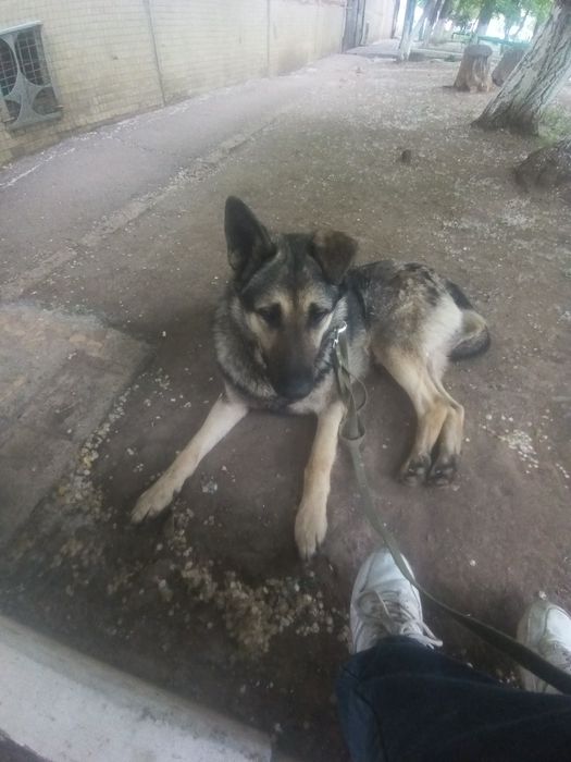 Пёс, немецкая овчарка