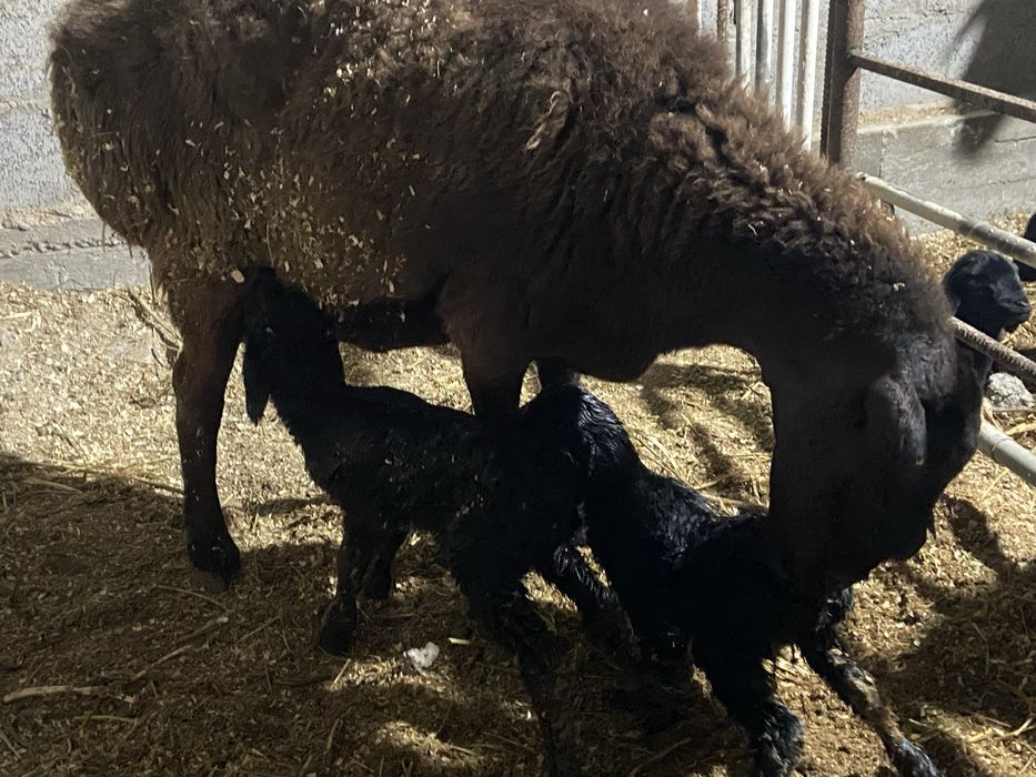 Она бола куйлар сотилади