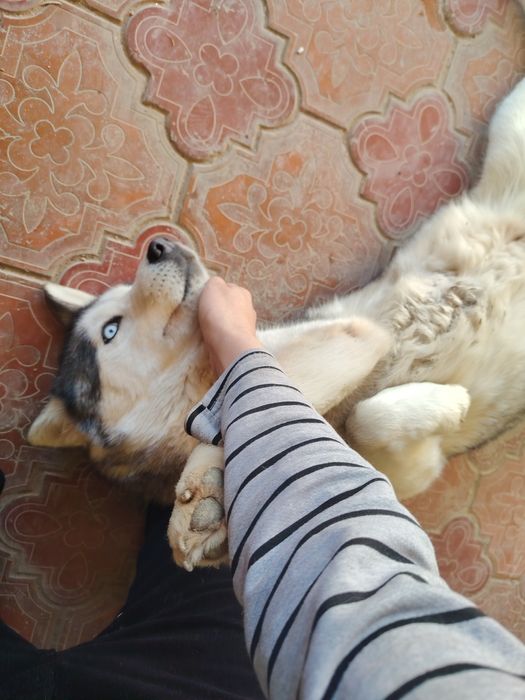 Haski sotiladi zotdor