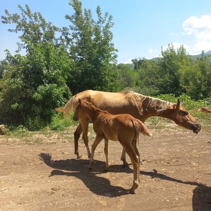 Продам 4 кобылы.