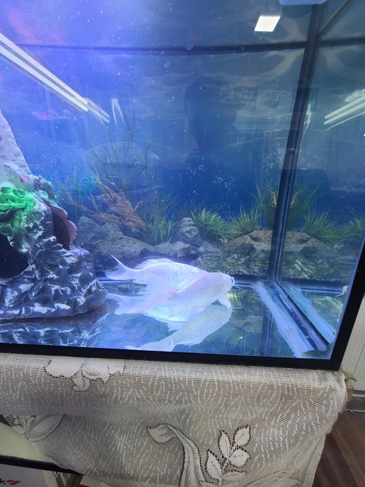 Аквариум 120лт баликлари бн размер 15-20 см ва фильтр термометор лампа