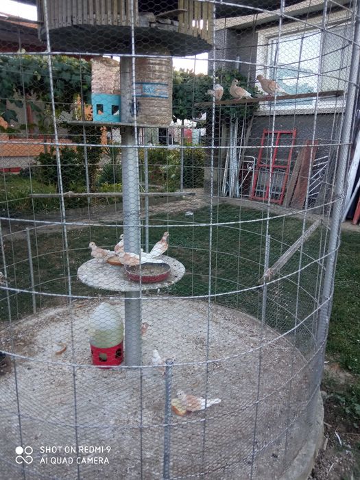 продавам декоративни гугутки .