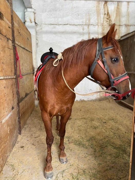 Продается лошадь Максимус