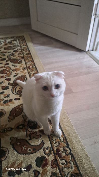 Шотландық мысық.