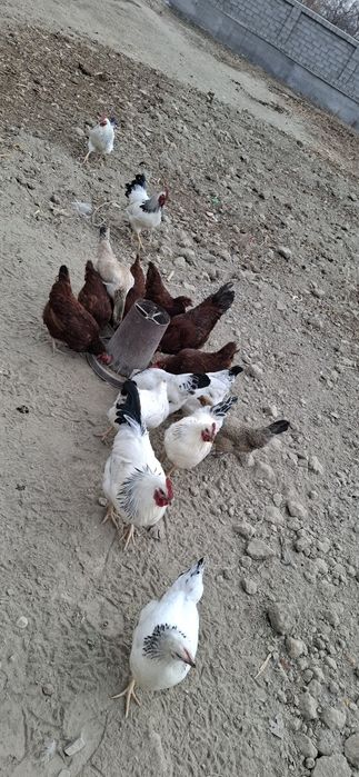 Adler zotli tovuq tuxumlariga zakaz olamiz.