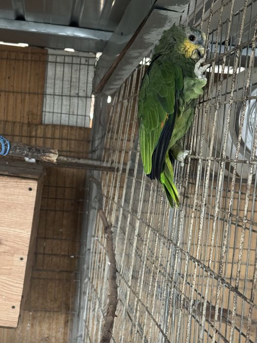 Vand papagal amazonian