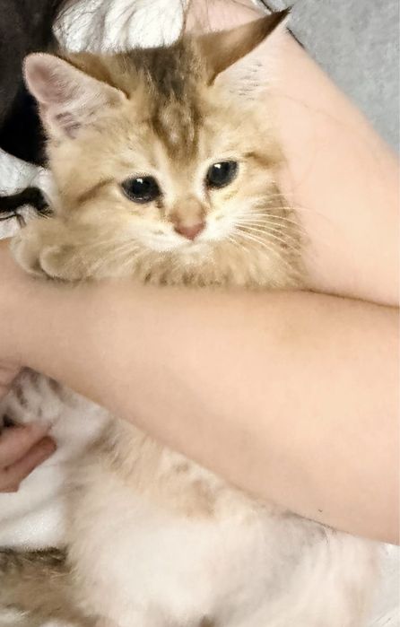 Котенок шотландская прямоухий