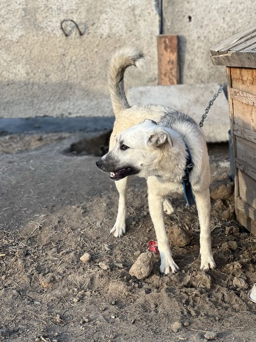 Щенки и собаки в хорошие руки