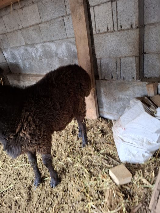 Тоқты қошқар сатылады