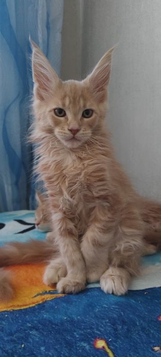 Мейнкун, чудо ребенок