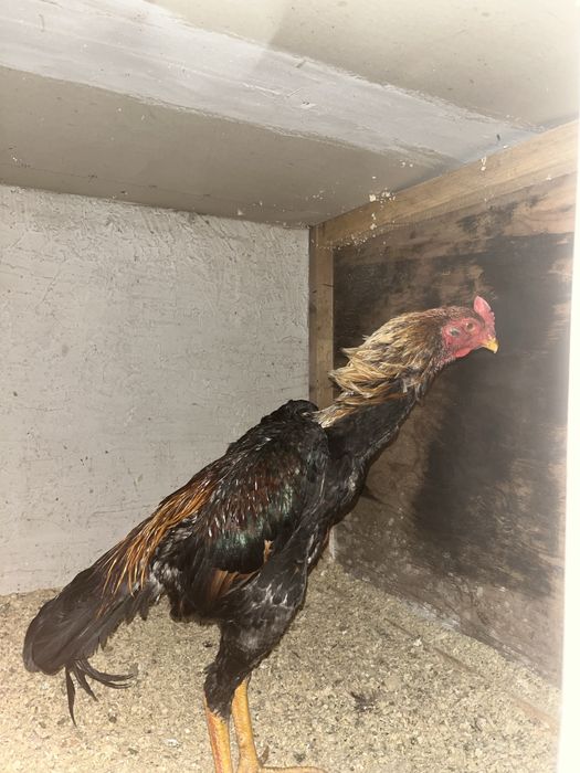 Дакан майский Джужа