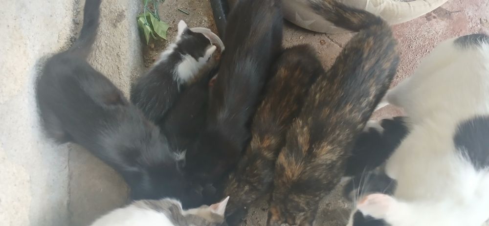 Donez pui de pisica