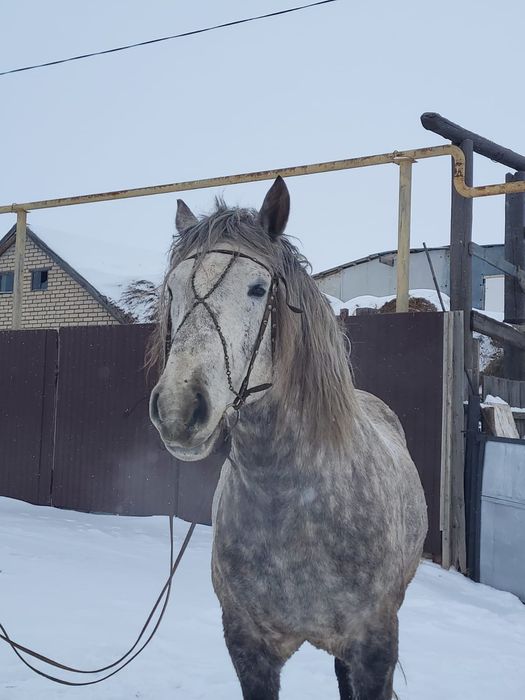 Продаем айғыра..