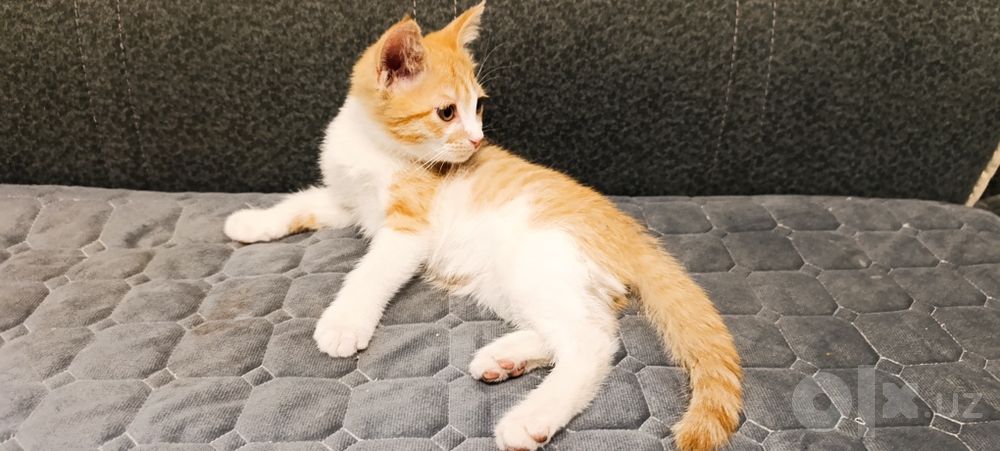 Котенок в добрые руки
