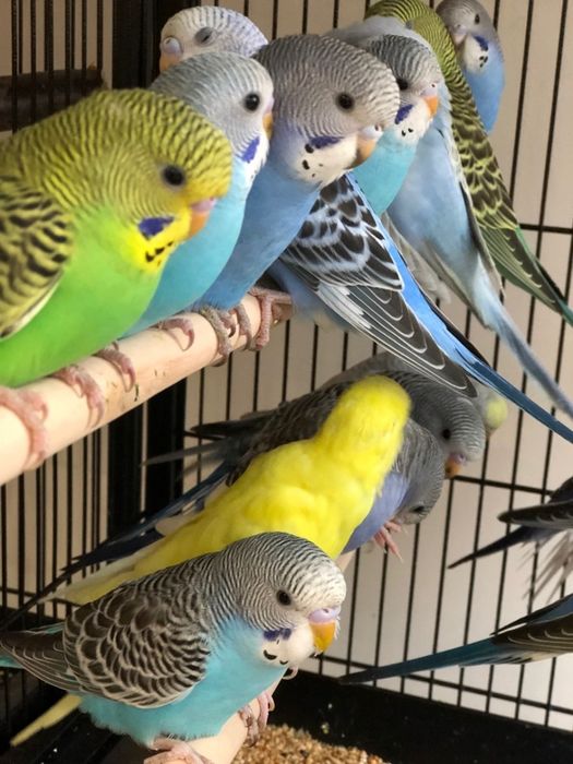Продаю  попугаев волнистых