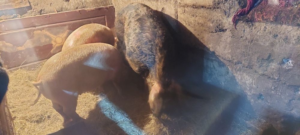 Продам хряка/кабана