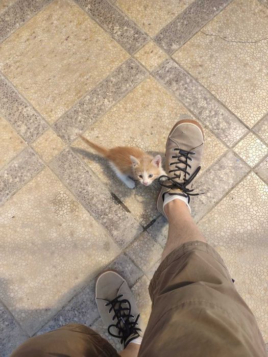 Котенок в добрые руки