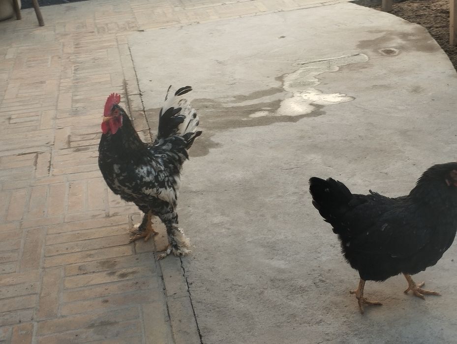 Япон хороз ва товуқ