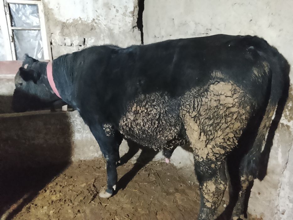 Иккита мол ангус сотилади