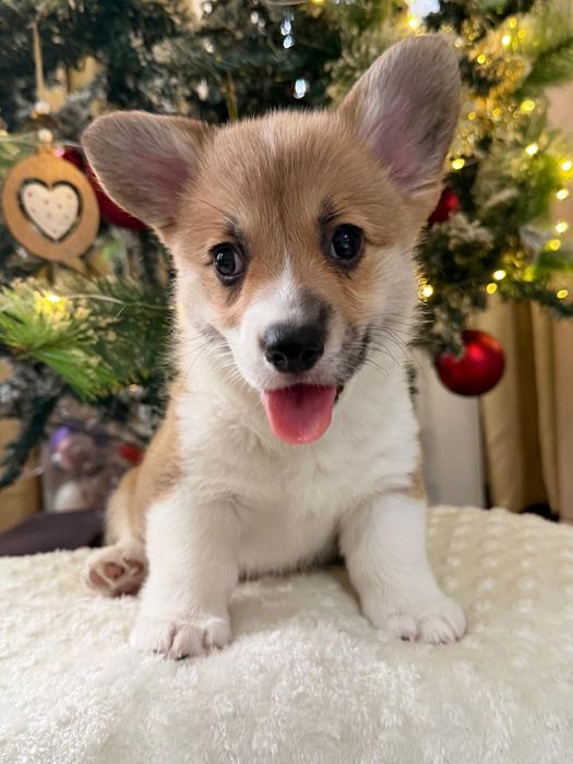 Мальчик вельш корги пемброк рыжего окраса