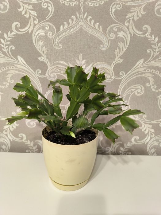 Декабрист белый продам