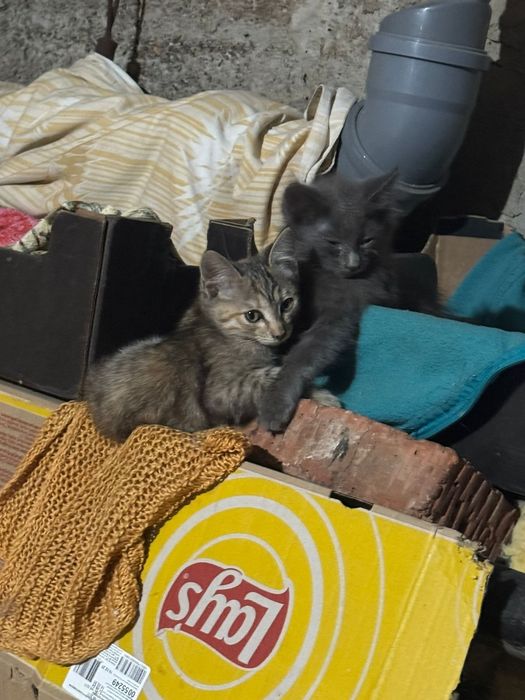 Отдам котят мальчики, девочки в добрые руки