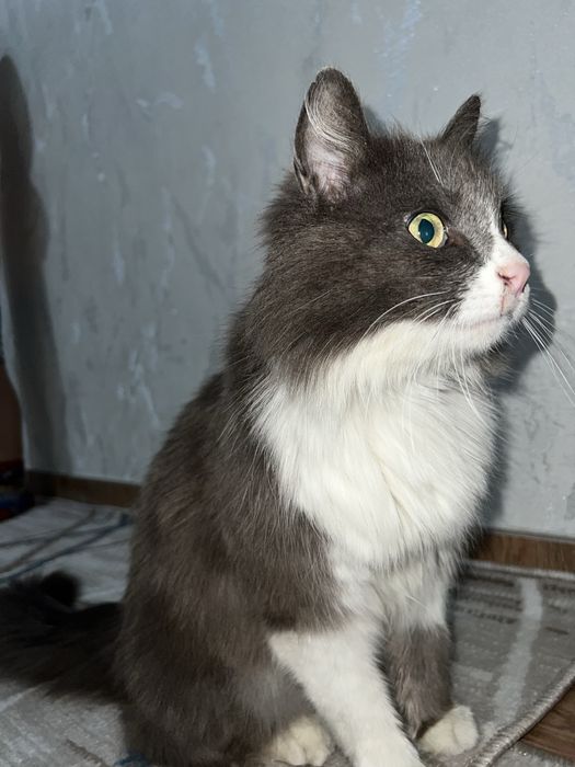 Кошка Бесплатно хорошие руки