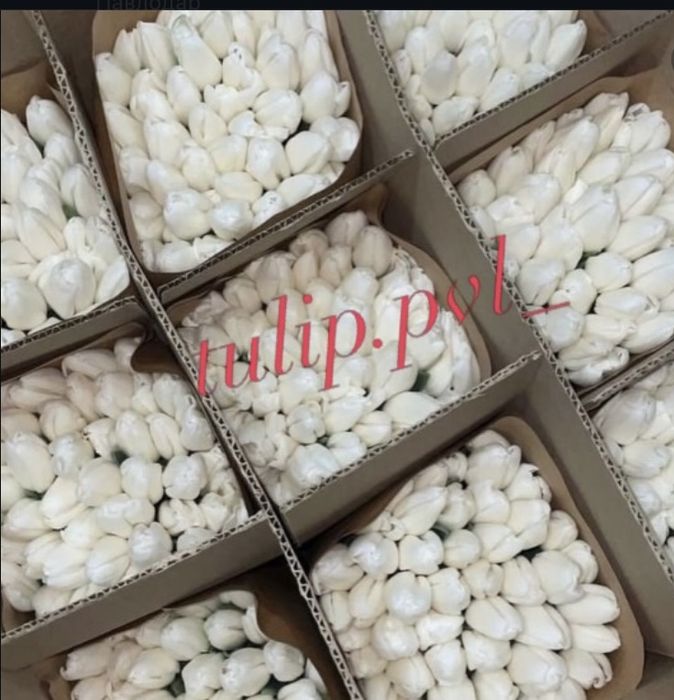 Тюльпаны Павлодар к 8 марта