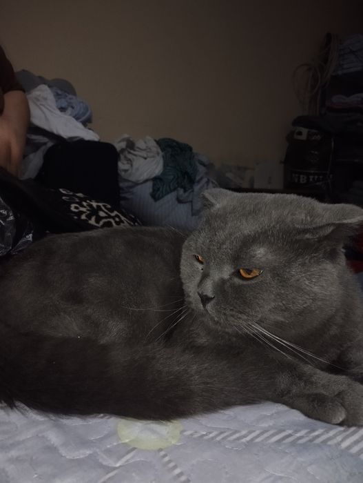 mushuk sotiladi zoti ШКОТ. jinsi erkak yosh 3 yoshda 100% sogʻlom